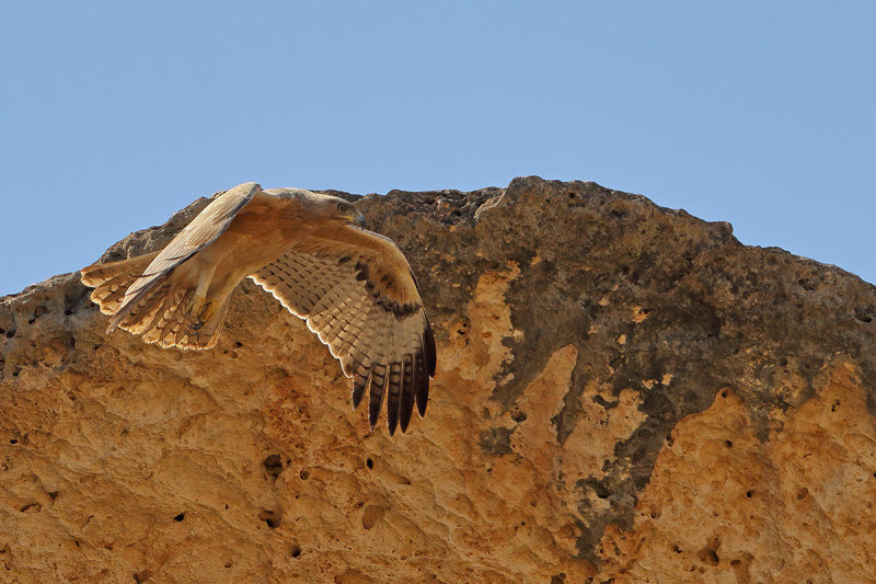 Bonelli's Eagle (Aquila fasciata)