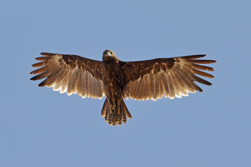 Greater or Lesser Spotted Eagle