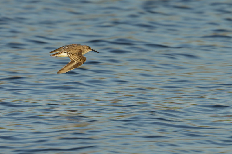 Dunlin (Calidris alpina) 