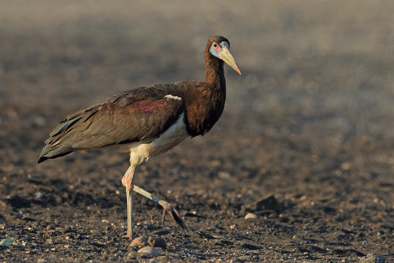 Abdim's Stork, (Ciconia abdimii) 