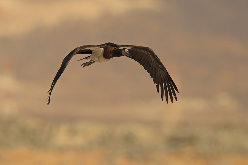 Abdim's Stork, (Ciconia abdimii) 