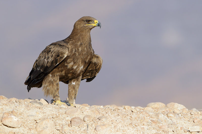 Steppe Eagle (Aquila nipalensis) 