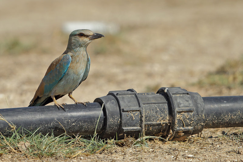 European Roller (Coracias garrulus ssp semenowi )