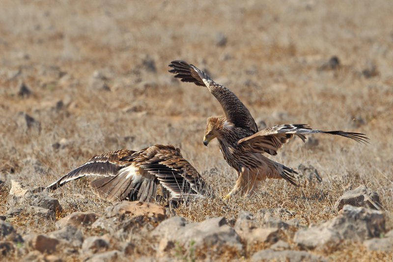 Eastern Imperial Eagle (Aquila heliaca) 