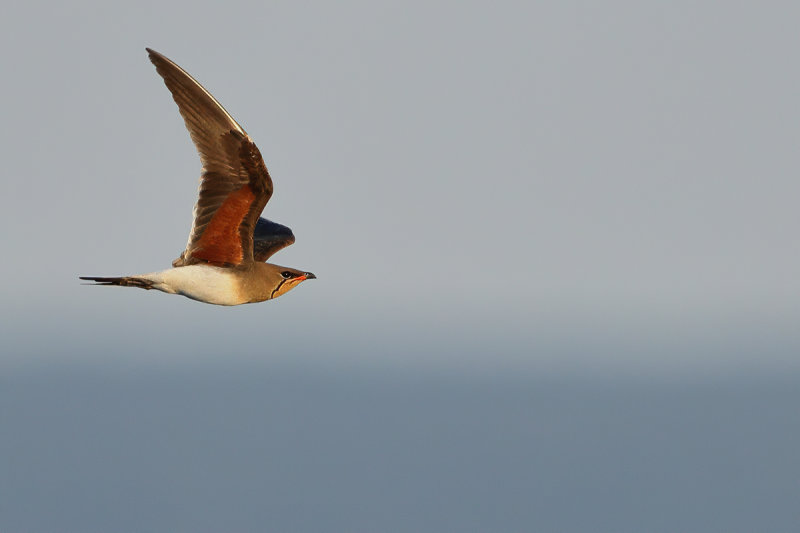 Collared pratincole (Glareola pratincola) 