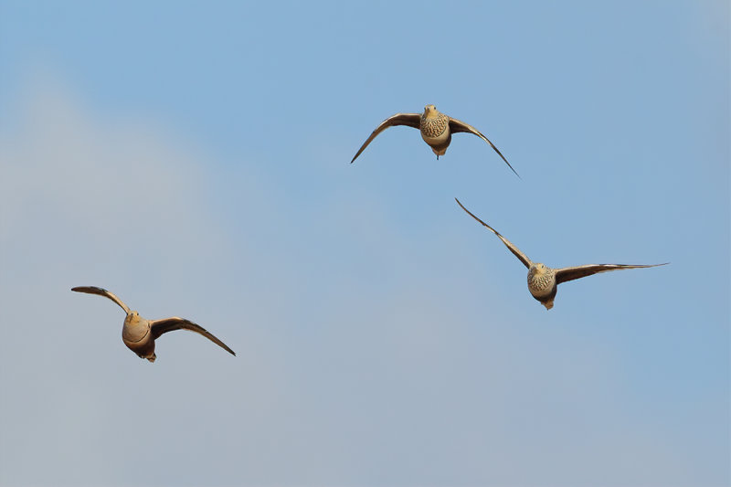 Chestnut-bellied Sandgrouse (Pterocles exustus ssp erlangeri)