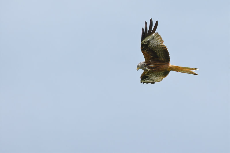 Red Kite- Milvus milvus