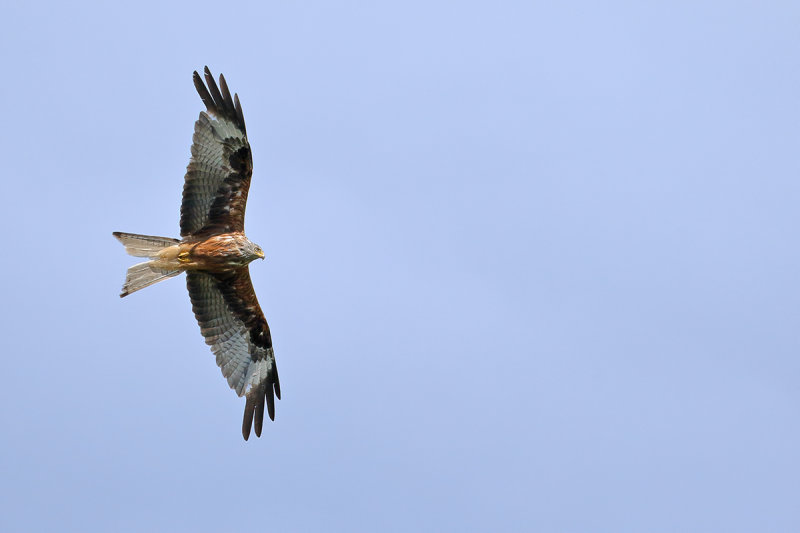 Red Kite- Milvus milvus