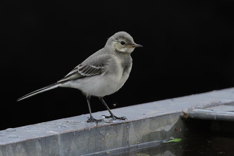 White Wagtail (Motacilla alba)