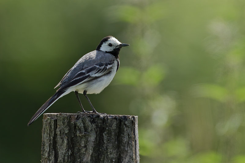 White Wagtail (Motacilla alba)