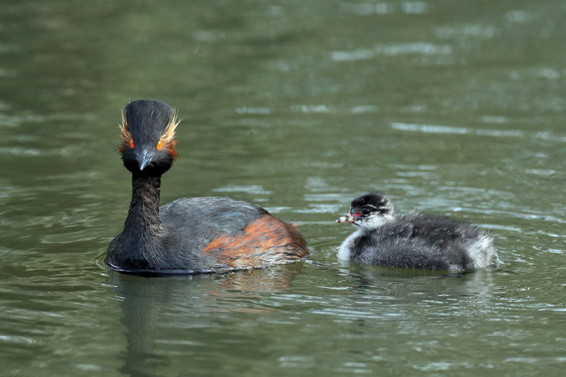 Black-necked Grebe (Podiceps nigricollis)