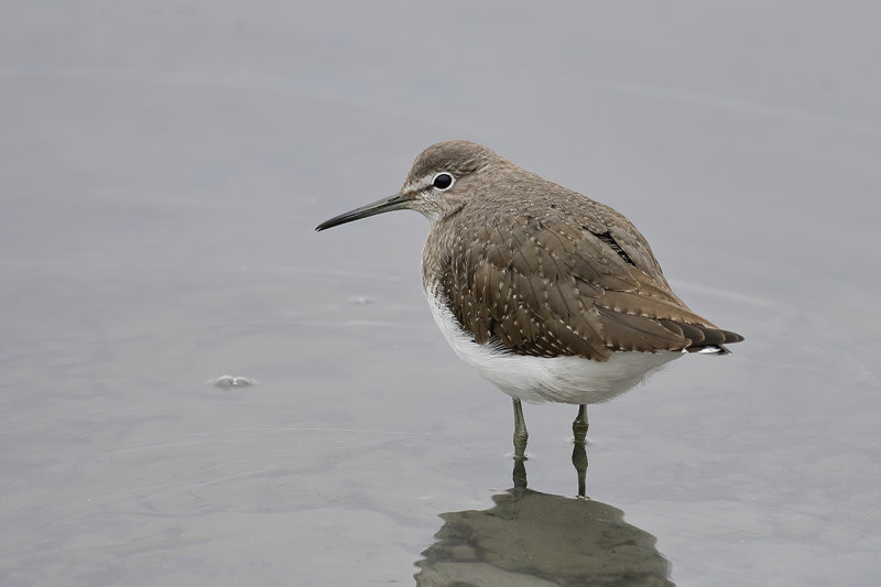 Green Sandpiper (Tringa ochropus) 