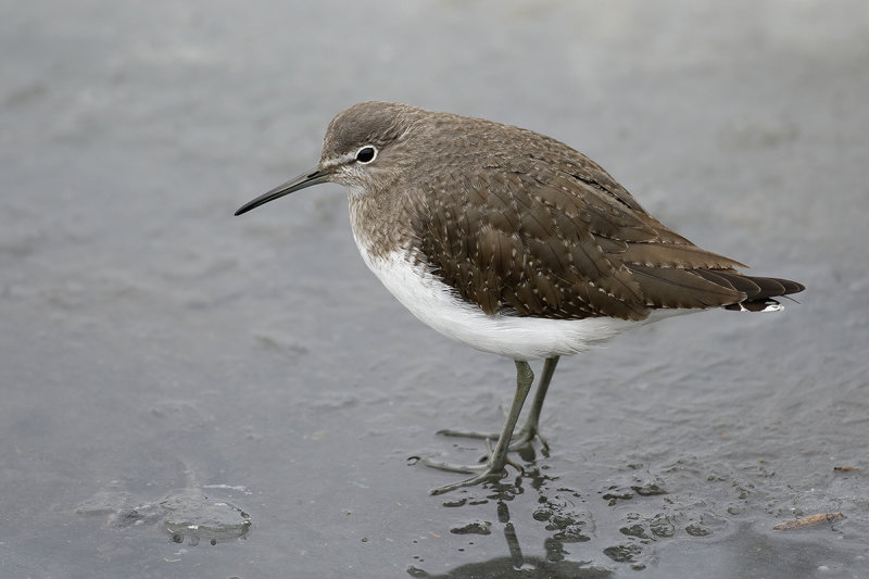 Green Sandpiper (Tringa ochropus) 