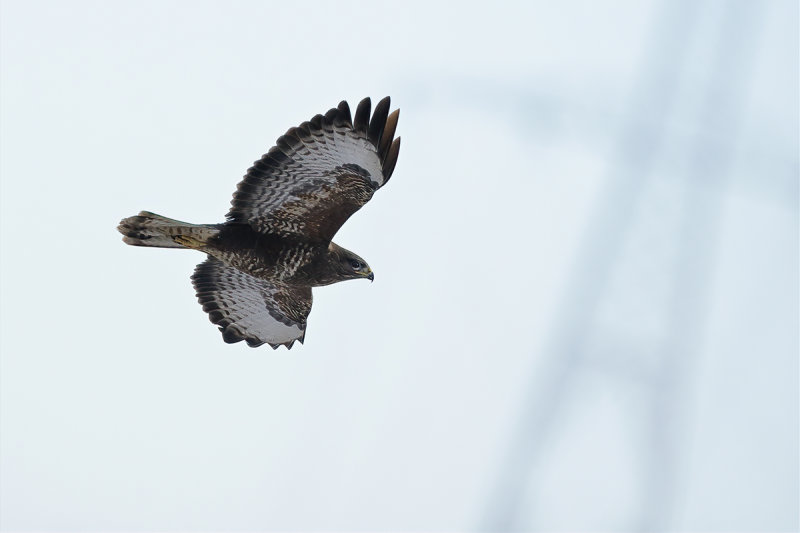 Common Buzzard (Buteo buteo) 