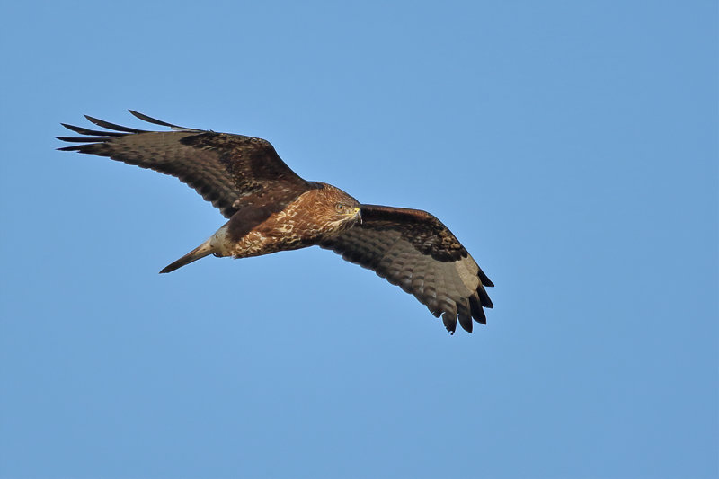 Common Buzzard (Buteo buteo) 