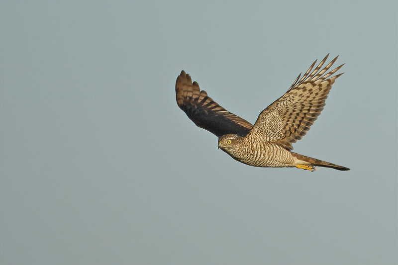 Eurasian (or Northern) Sparrowhawk (Accipiter nisus)