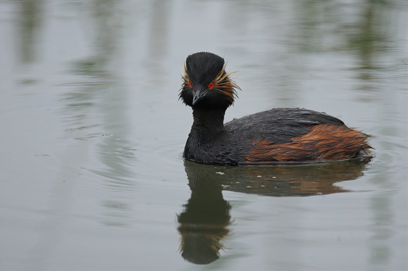 Black-necked Grebe (Podiceps nigricollis)