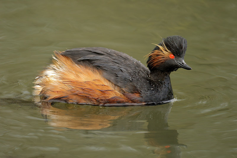 Black-necked Grebe (Podiceps nigricollis)