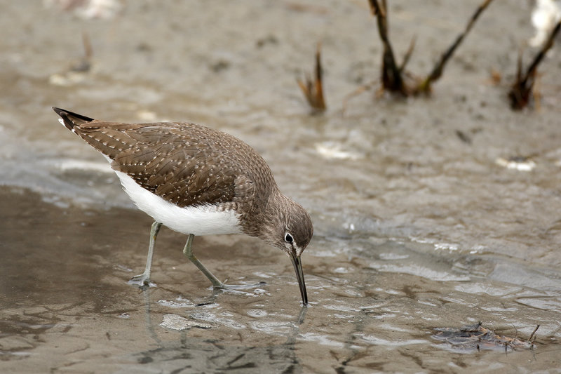 Green Sandpiper (Tringa ochropus) 