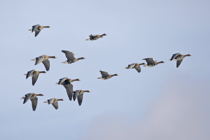 Greater white-fronted goose (Anser albifrons)