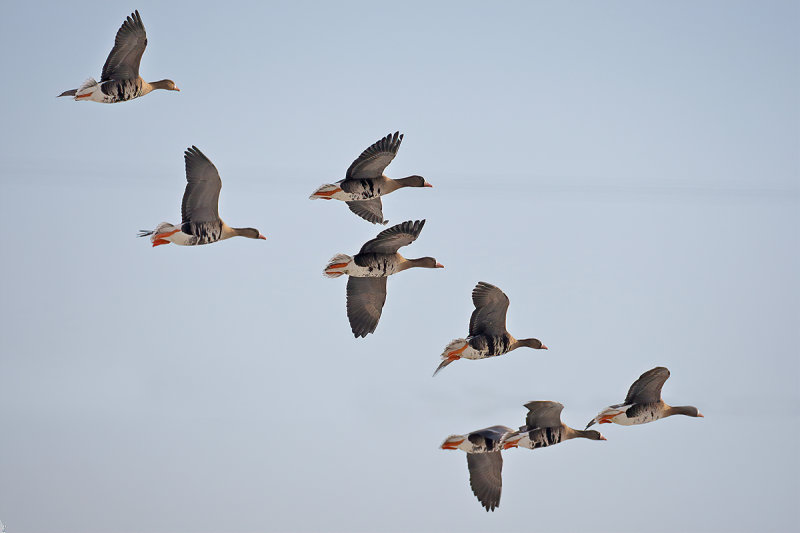 Greater white-fronted goose (Anser albifrons)