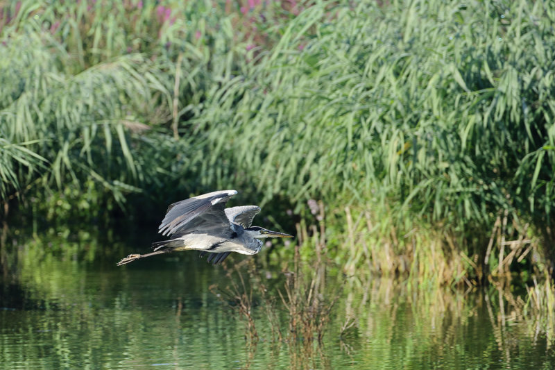 Grey Heron (Ardea cinerea)