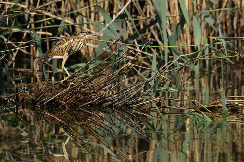 Little Bittern (Ixobrychus minutus) 