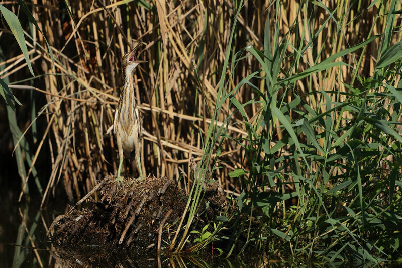 Little Bittern (Ixobrychus minutus) 