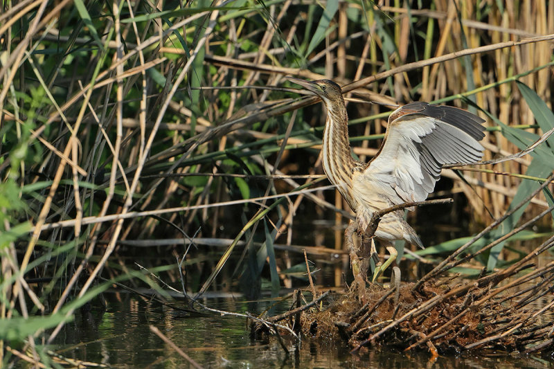 Little Bittern (Ixobrychus minutus) 
