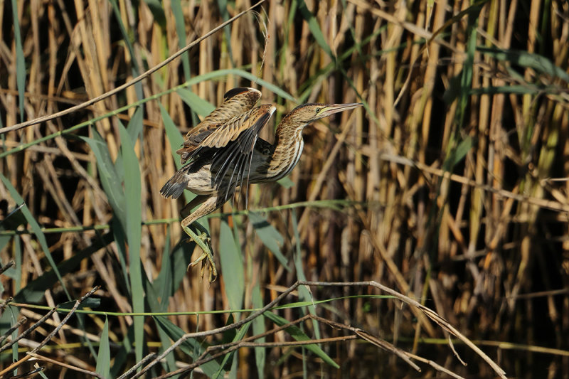 Little Bittern (Ixobrychus minutus) 