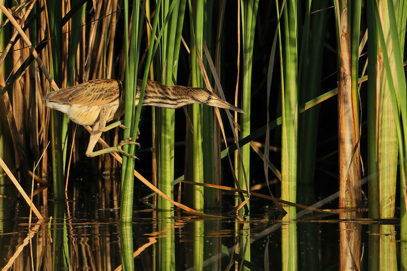 Little Bittern (Ixobrychus minutus) 