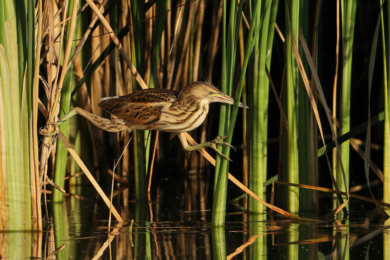 Little Bittern (Ixobrychus minutus) 