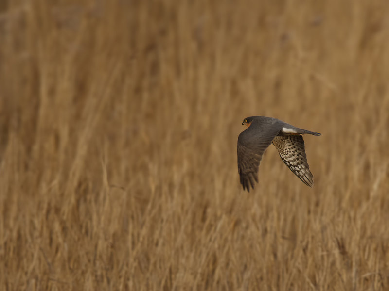 Eurasian (or Northern) Sparrowhawk (Accipiter nisus)