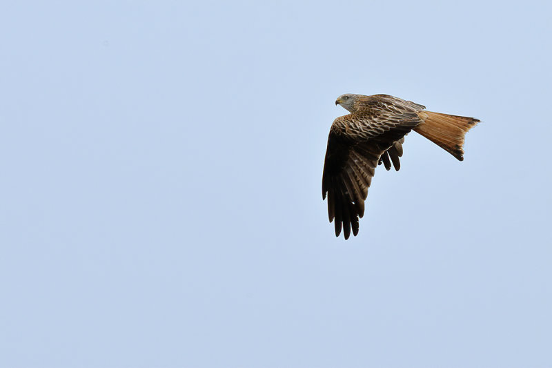 Red Kite- Milvus milvus