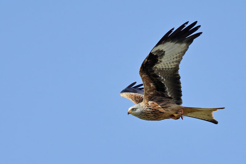 Red Kite- Milvus milvus