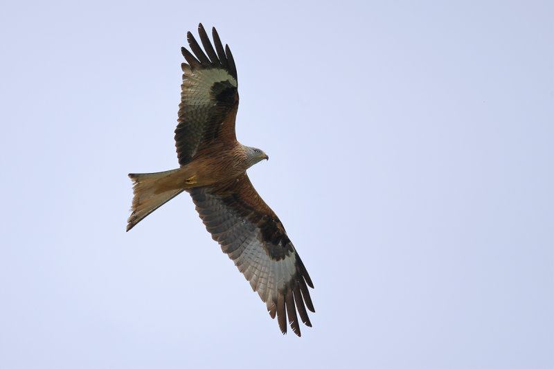 Red Kite- Milvus milvus