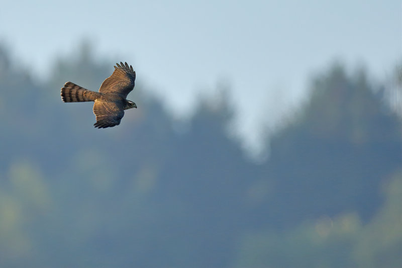 Eurasian (or Northern) Sparrowhawk (Accipiter nisus)