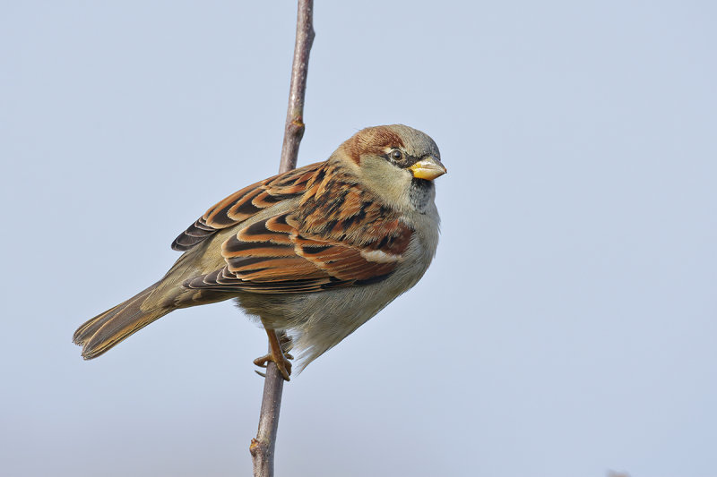 House sparrow (Passer domesticus)