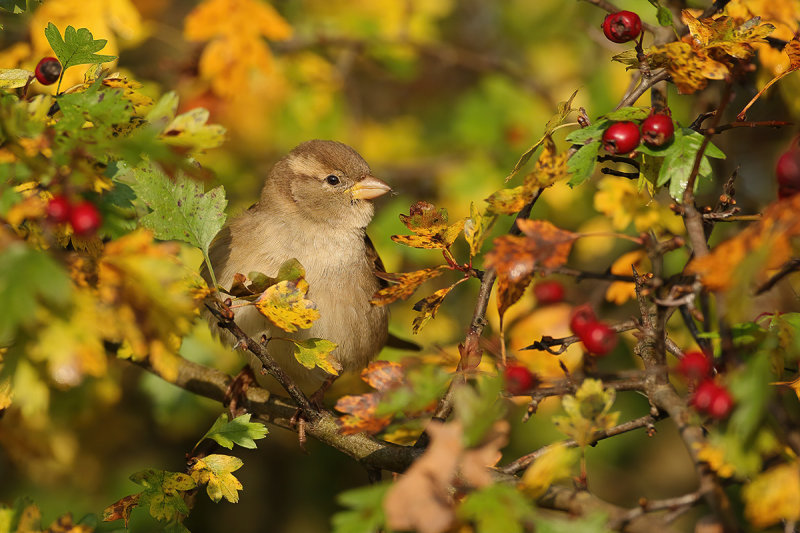 House sparrow (Passer domesticus)