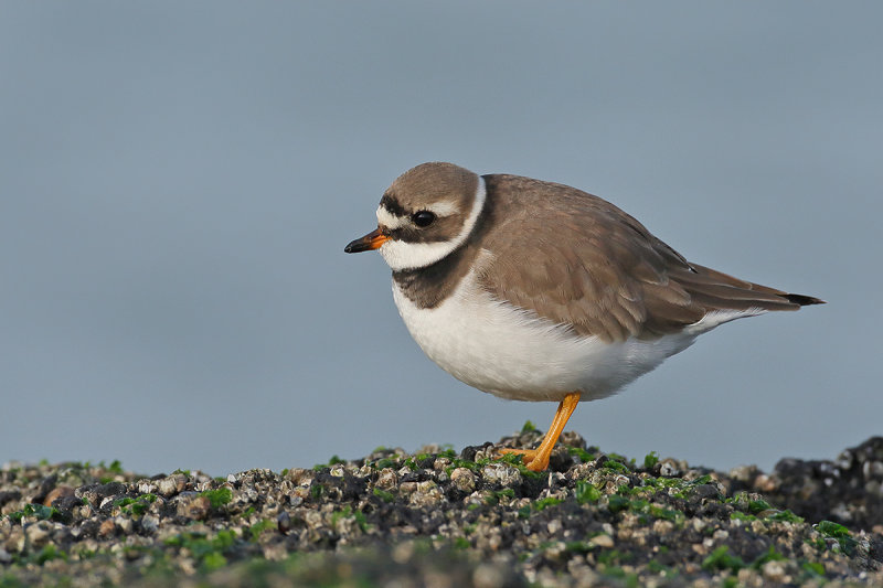 Gallery Ringed Plover