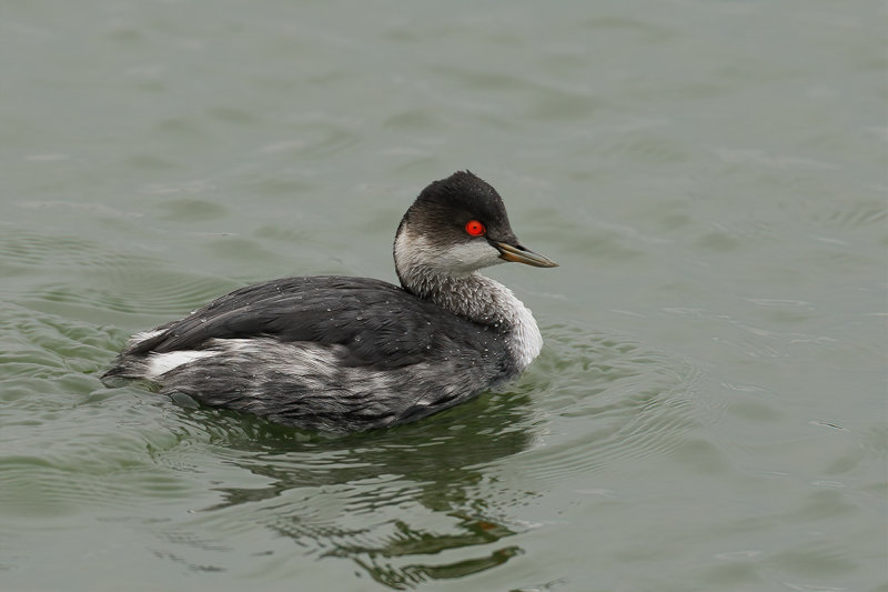 Black-necked Grebe (Podiceps nigricollis)