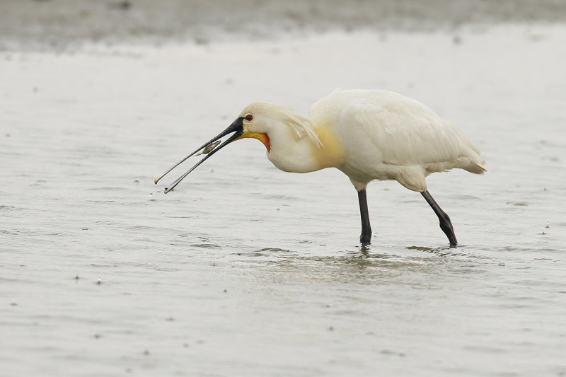 Eurasian Spoonbill (Platalea leucorodia)