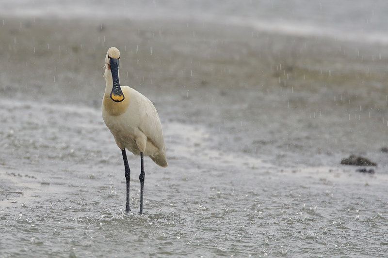 Eurasian Spoonbill (Platalea leucorodia)