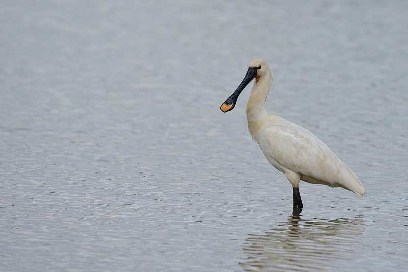 Eurasian Spoonbill (Platalea leucorodia)