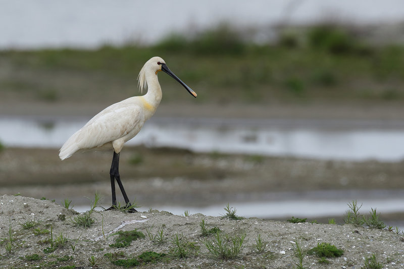 Eurasian Spoonbill (Platalea leucorodia)