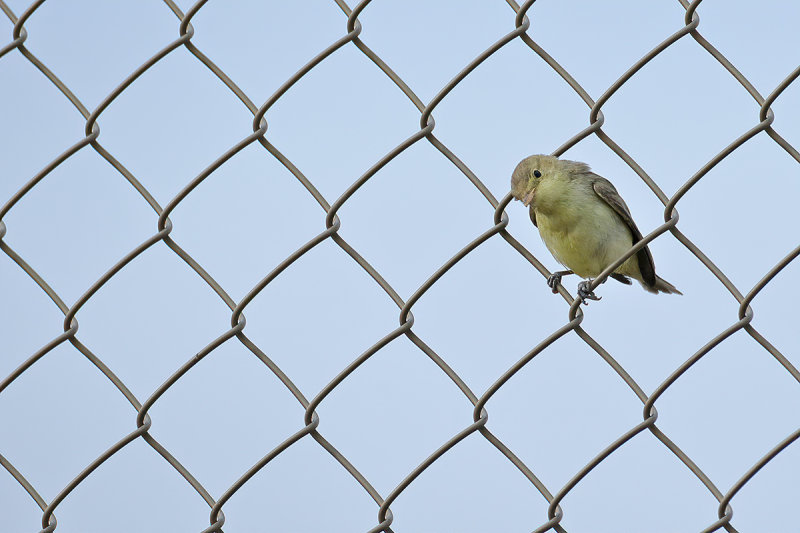 Icterine Warbler (Hippolais icterina)