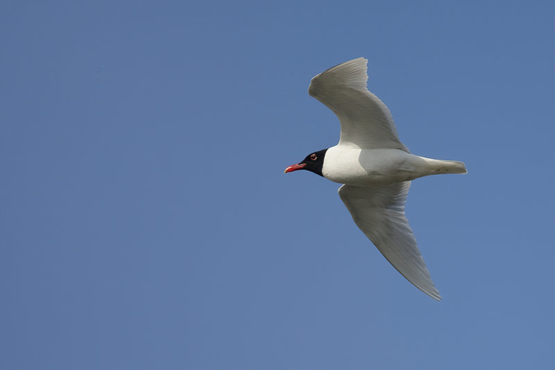 Mediterranean Gull (Ichthyaetus melanocephalus)