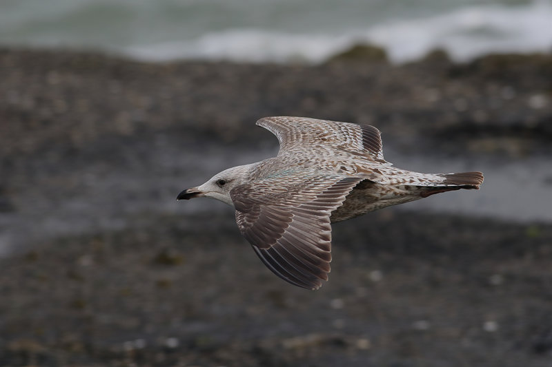 Herring Gull (Larus argentatus)