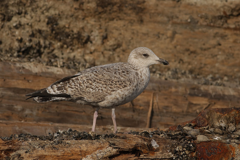 Herring Gull (Larus argentatus ssp. argenteus)
