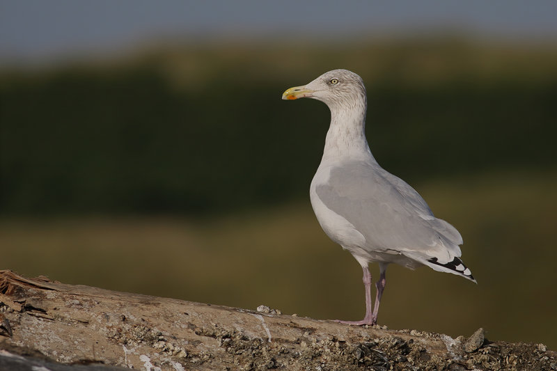 Herring Gull (Larus argentatus ssp. argenteus)